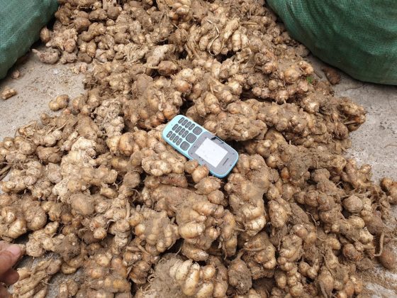 vietnam galangal from vnspices